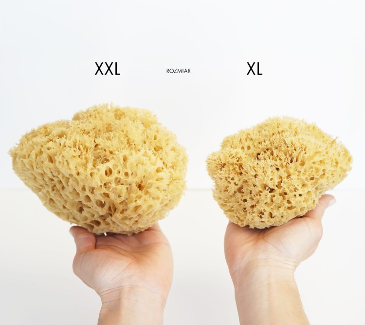Porównanie rozmiaru gąbek XL i XXL